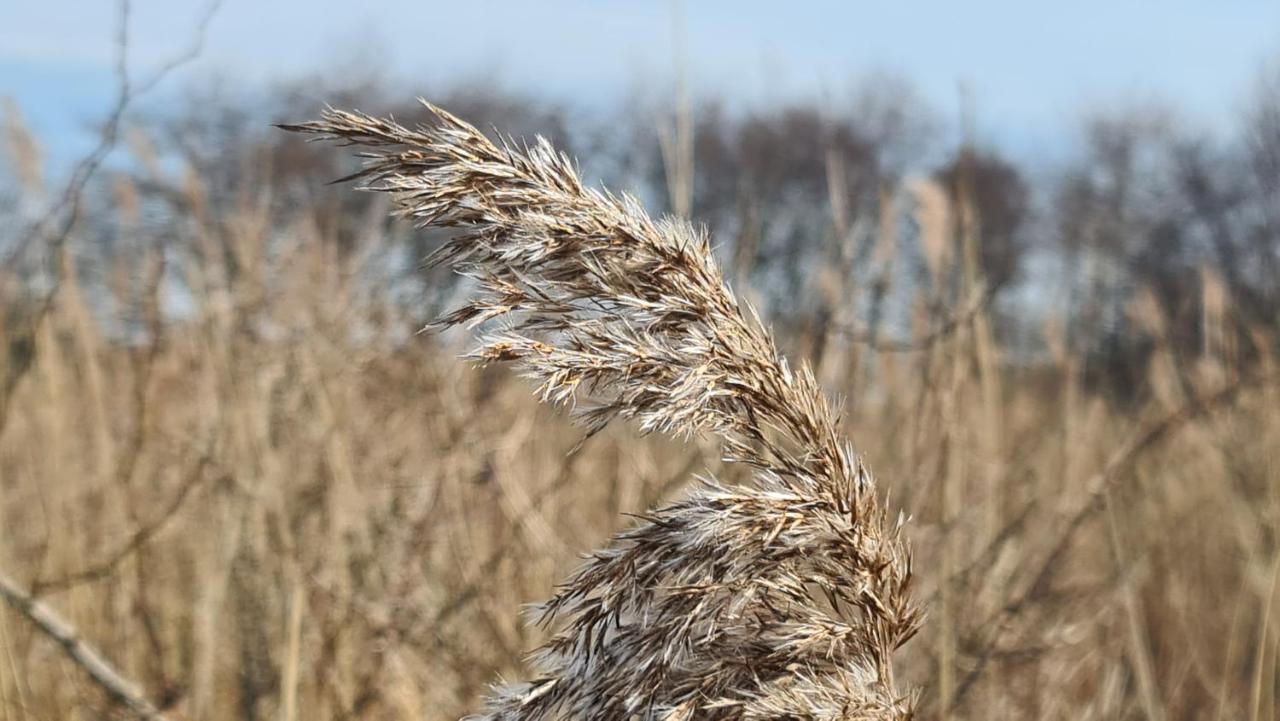 Seevilla Wietjes Whg 7 Baltrum Exterior foto